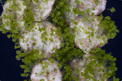 Close-up of white fungi with fuzzy tops growing among green water plants on dark water surface.
