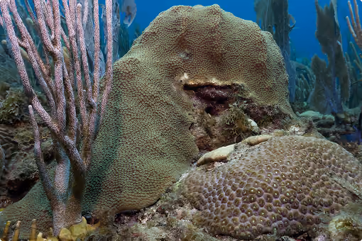 Underwater scene with corals and sea sponge against a blue water background.