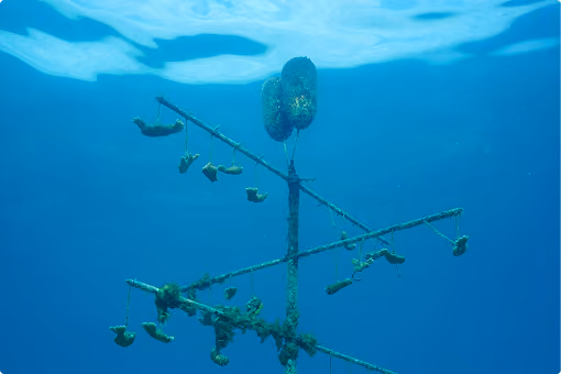 Underwater view of a weathered metal structure with sea growth and hanging items in blue water.