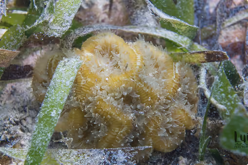 Yellow coral colony underwater surrounded by green seagrass blades and small bubbles.