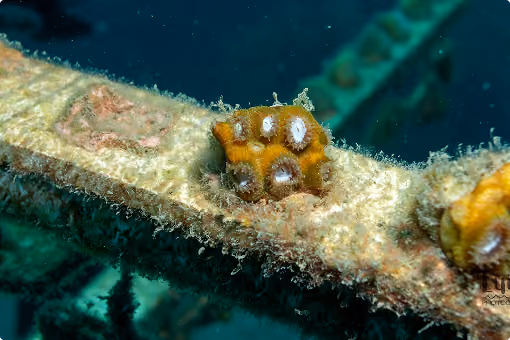 Close-up of yellow coral with white spots attached to a rusty underwater metal structure.