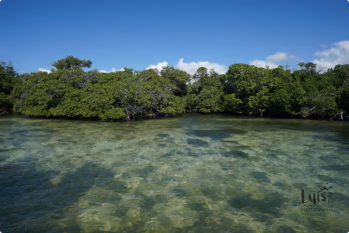 Clear shallow water in front of dense green mangrove trees under a blue sky with scattered clouds.