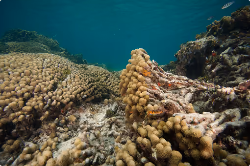 Underwater coral reef with bulbous coral formations and rocky seabed in clear blue water.