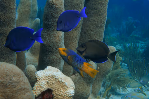 Four colorful fish swimming near tall coral structures underwater in a blue ocean scene.