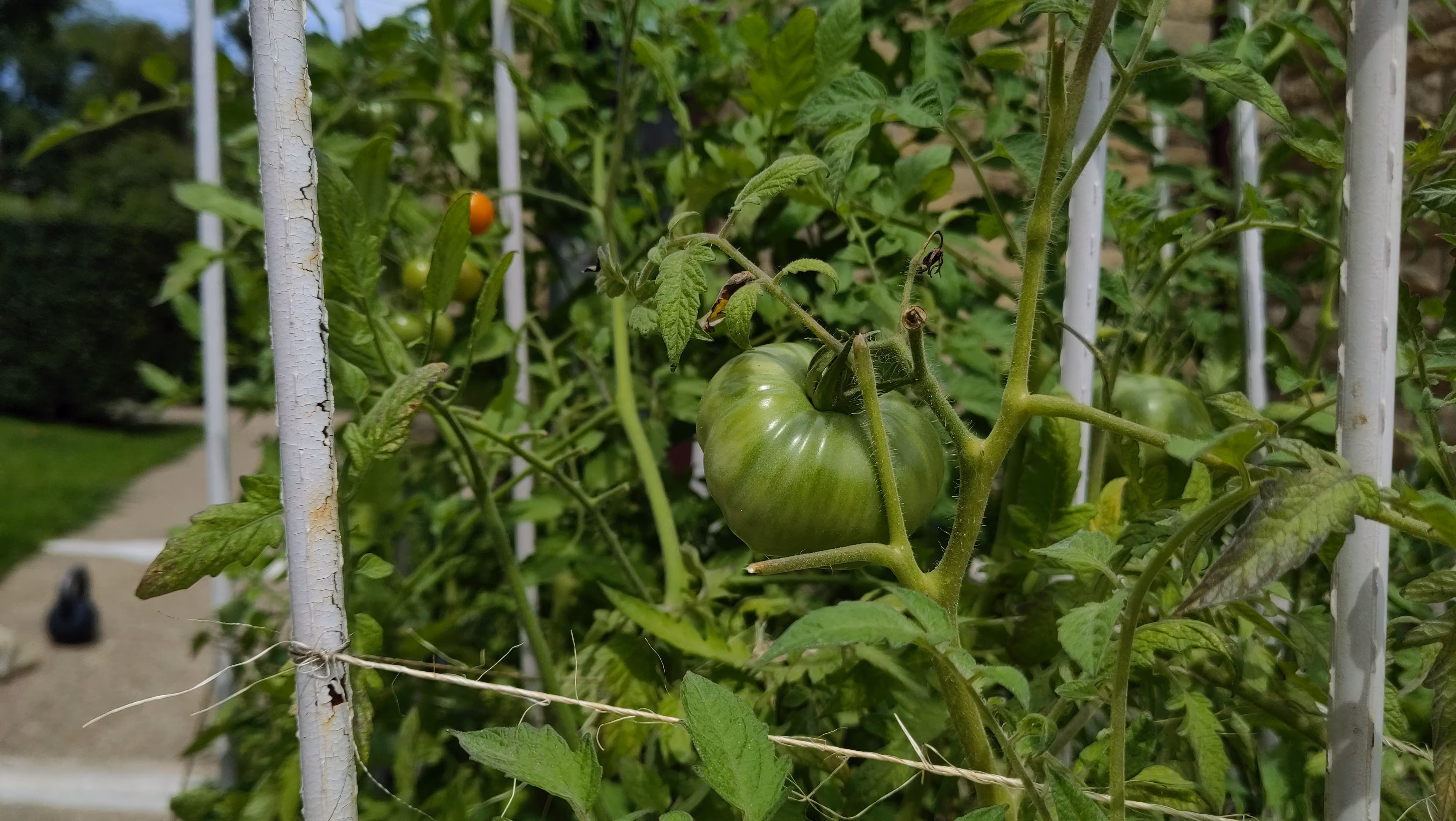 A photo of tomatoes growing in the garden.