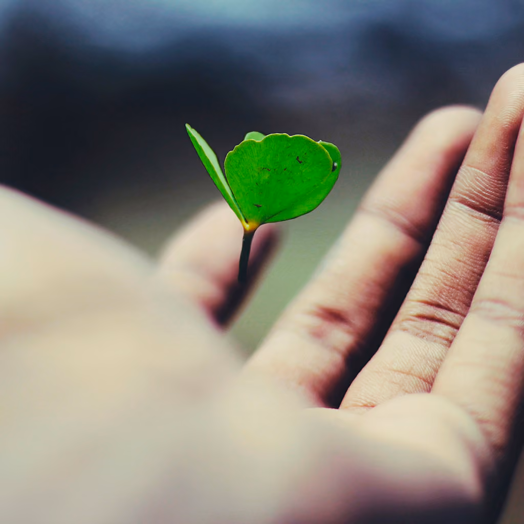 Main ouverte tenant une jeune pousse verte avec deux feuilles délicates.