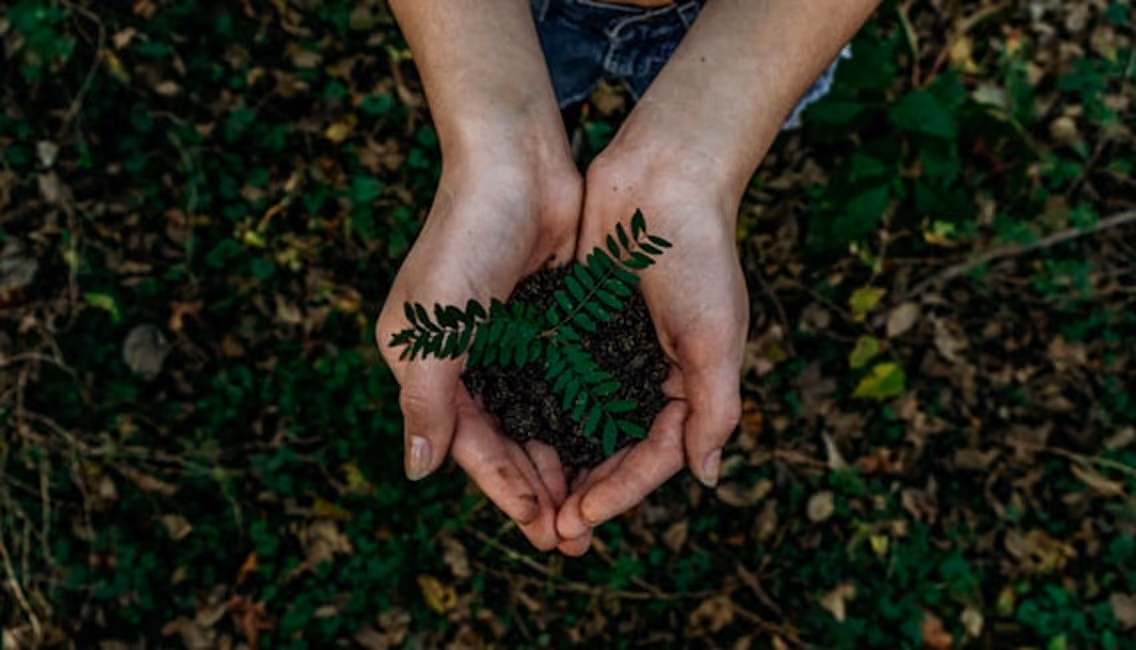 Deux mains tenant une petite plante verte avec de la terre sur un fond de feuilles vertes.
