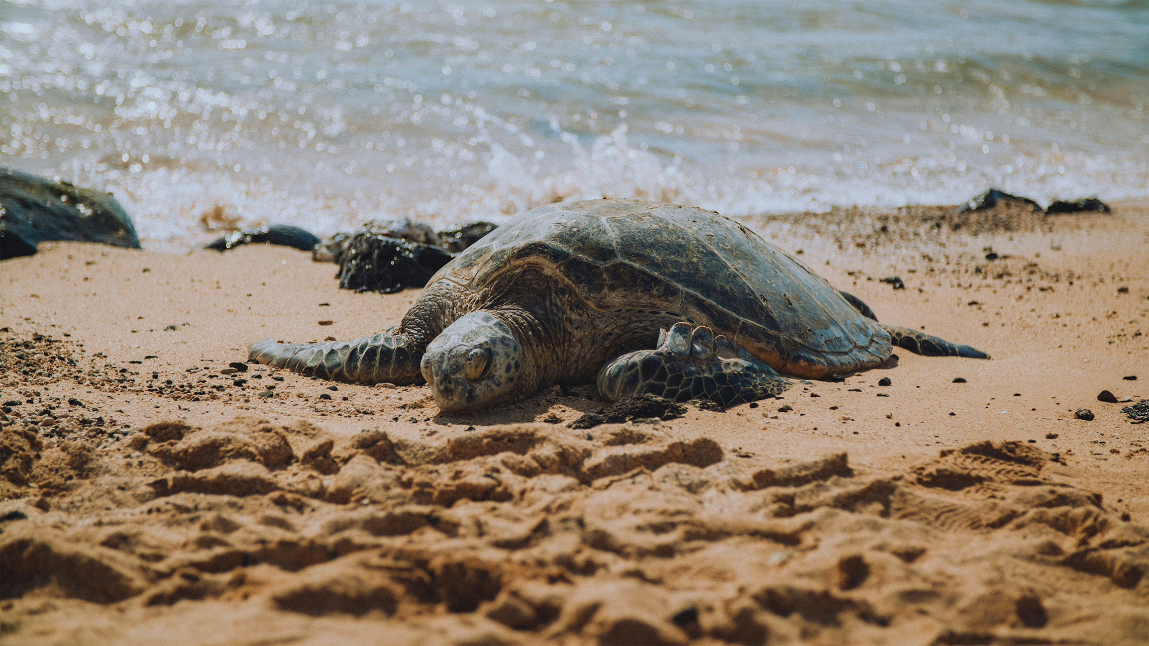 Poipu Beach Park, Kauai