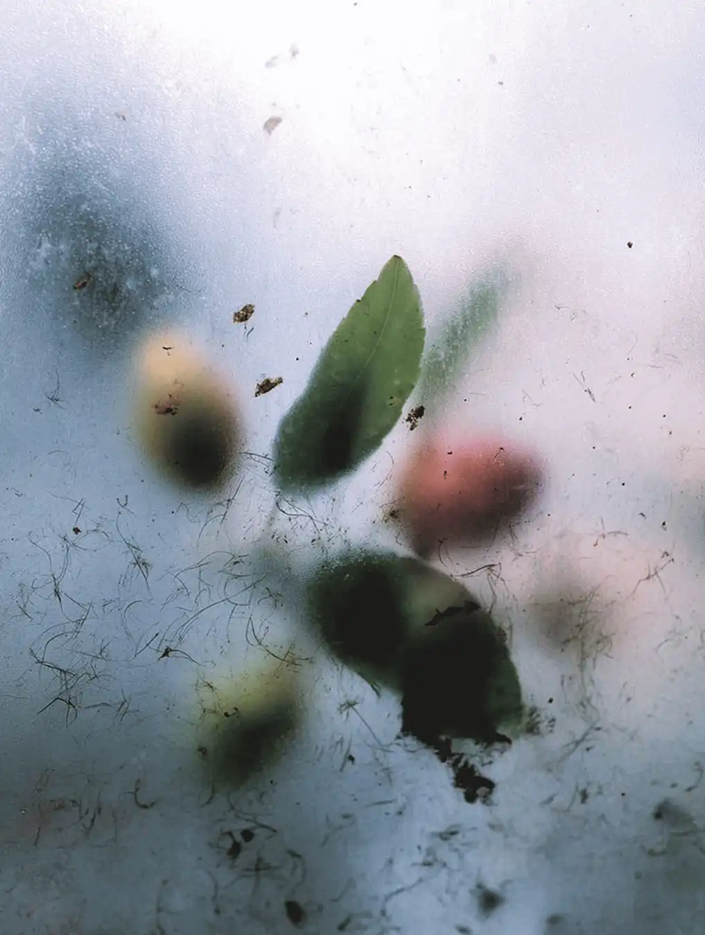 Green leaves and soft blurred pink and yellow forms pressed behind a pane of misted, condensation-covered glass.