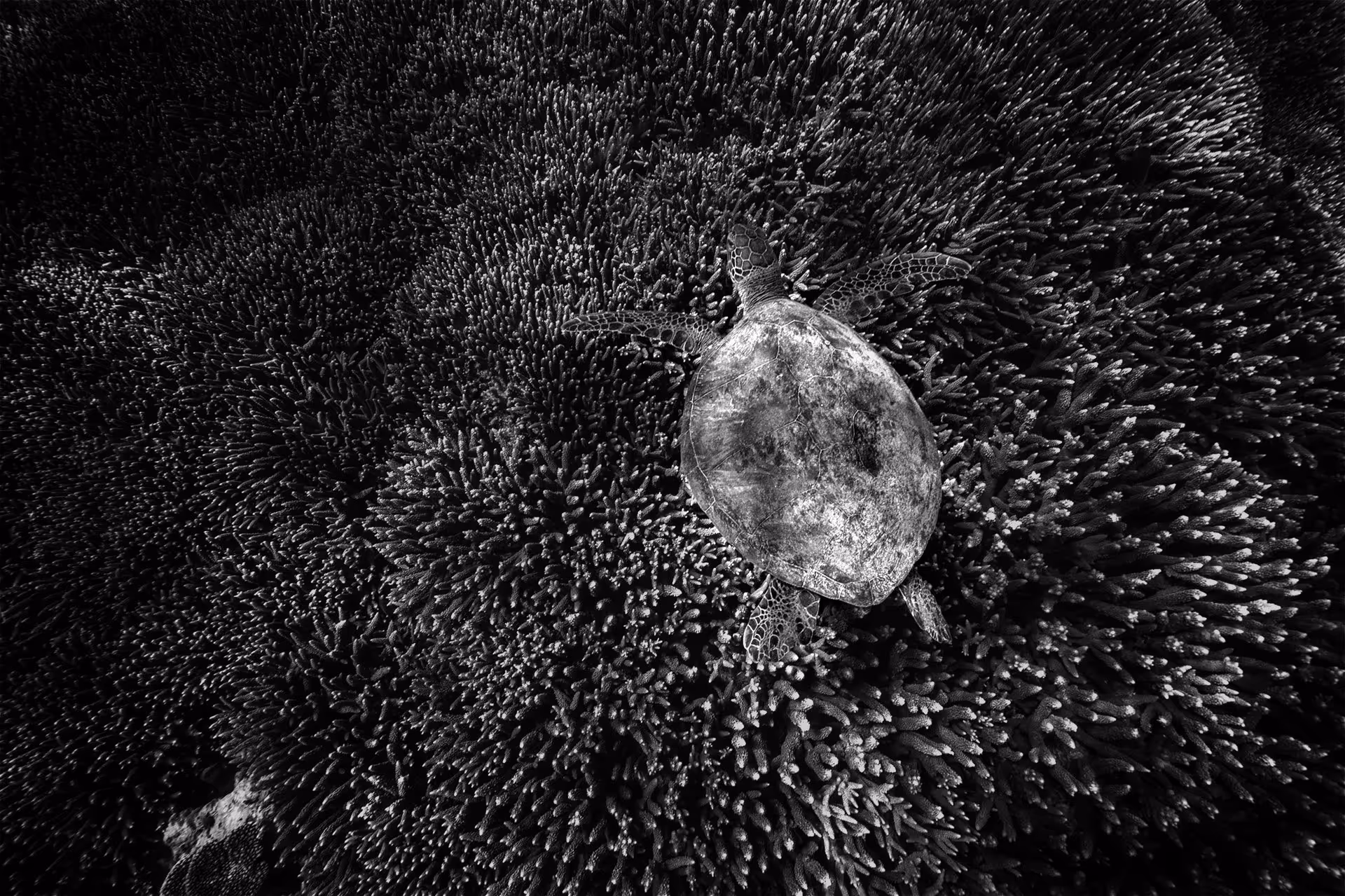 Black and white image of a sea turtle resting on textured coral underwater.