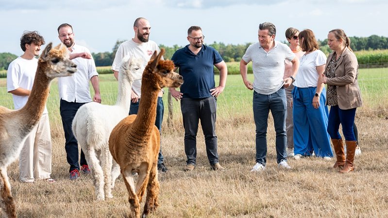 Telsmart colleagues on a team day, standing with alpacas in a field