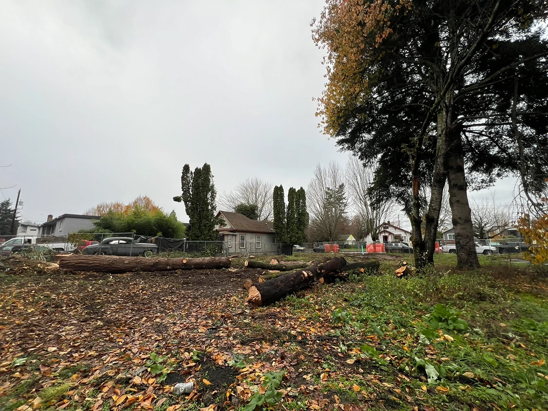 Parts of trees removed to make way for site preparation in Seattle
