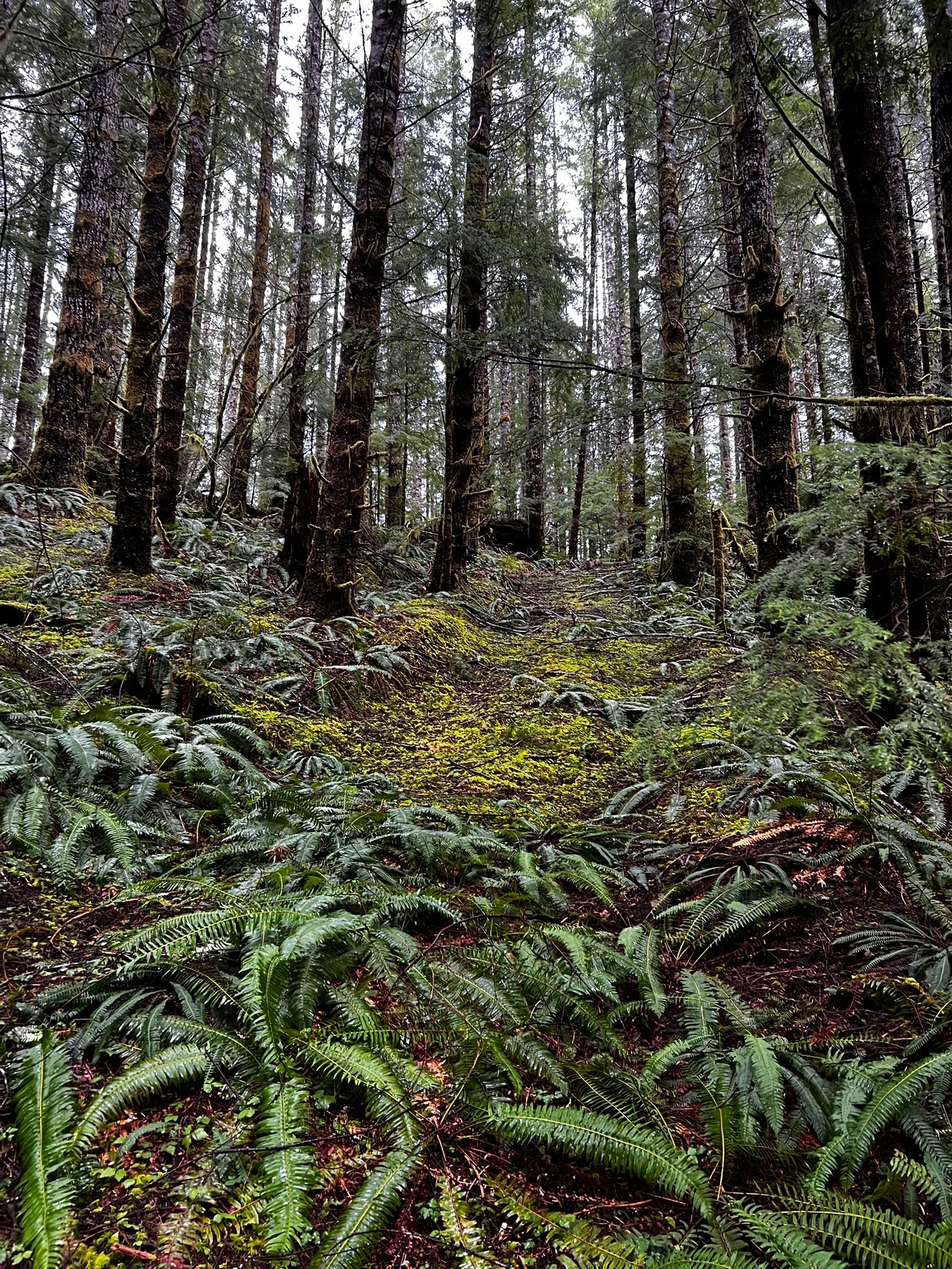 Precision Excavation for Earthquake Research in Olympic National Forest Before Main