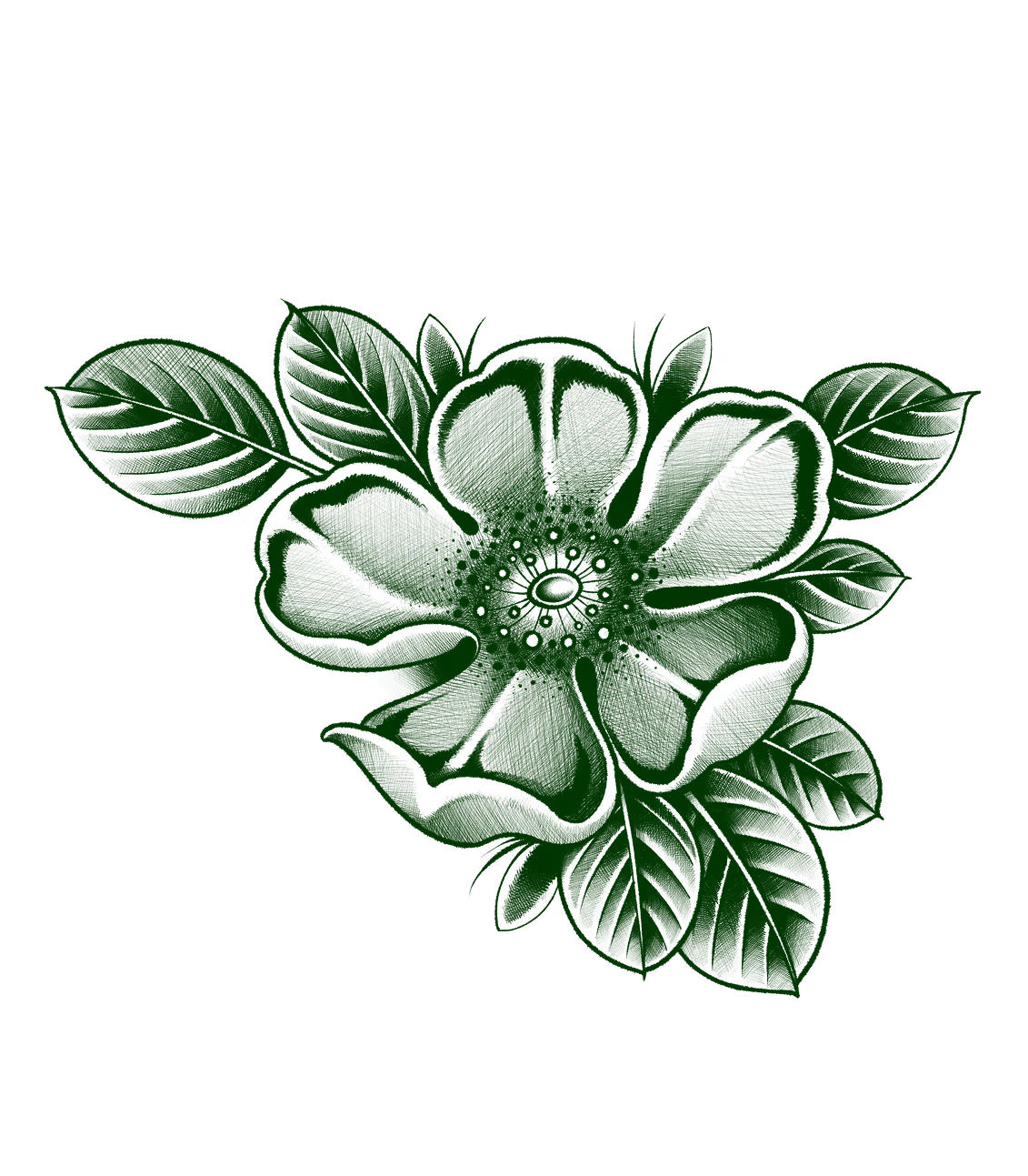 Tattoo flash of a large wild rose bloom with broad leaves in traditional botanical green ink style.