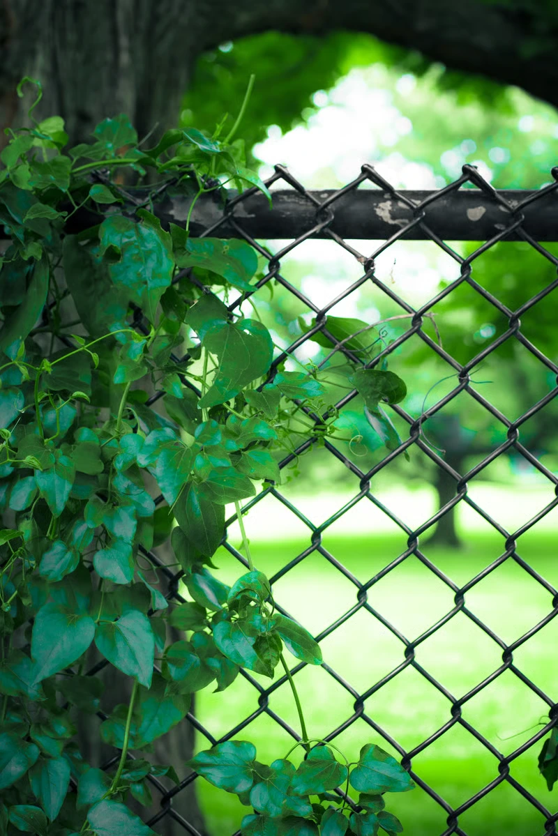 Chain link fence marking a property boundary on open acreage