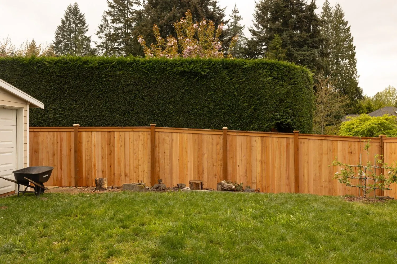 Newly installed wooden fence in front of a tall shrub, replacing the old and damaged fence