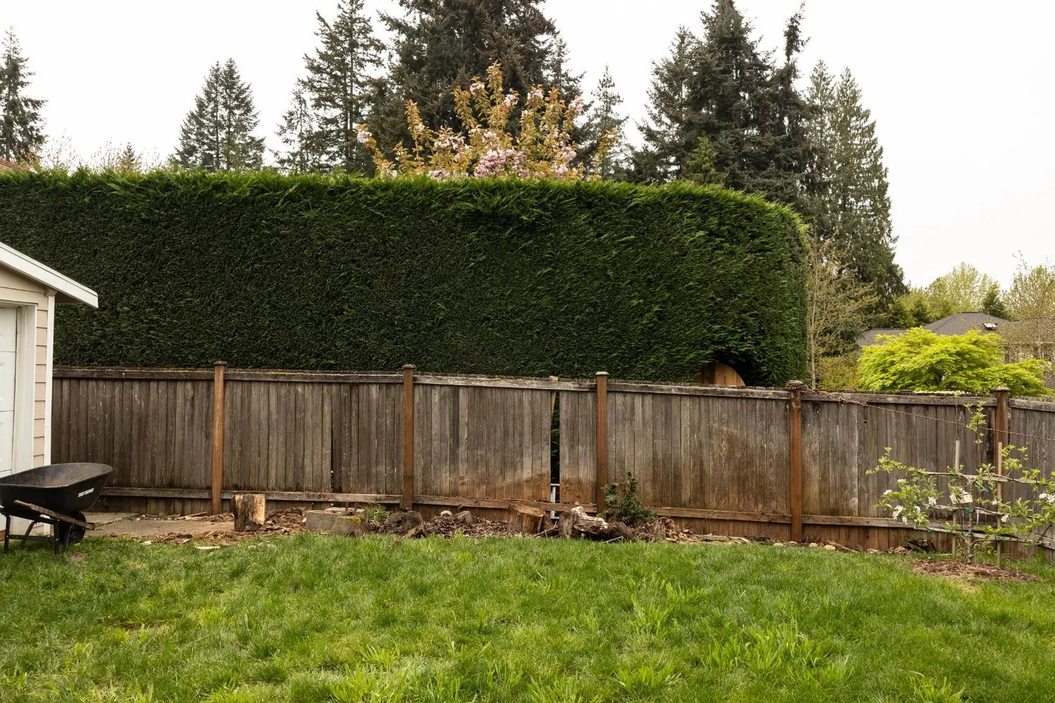 Old and faded wooden fence showing signs of damage due to PNW weather