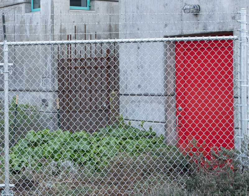 Galvanized chain link fence surrounded with shrubs and vegetation in a Vancouver property.