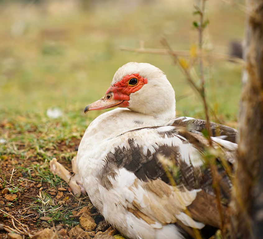 duck