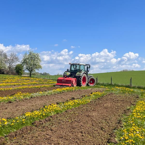 Traktor mit Rodungsfräse in einer Obstanlage