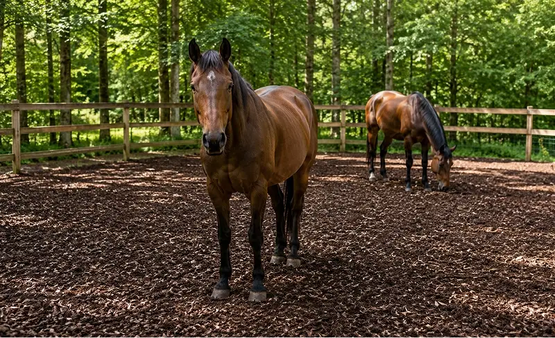 Pferde in einem Auslauf mit Waldboden
