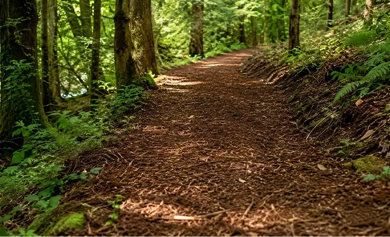 Mit Waldboden befestigter Waldweg