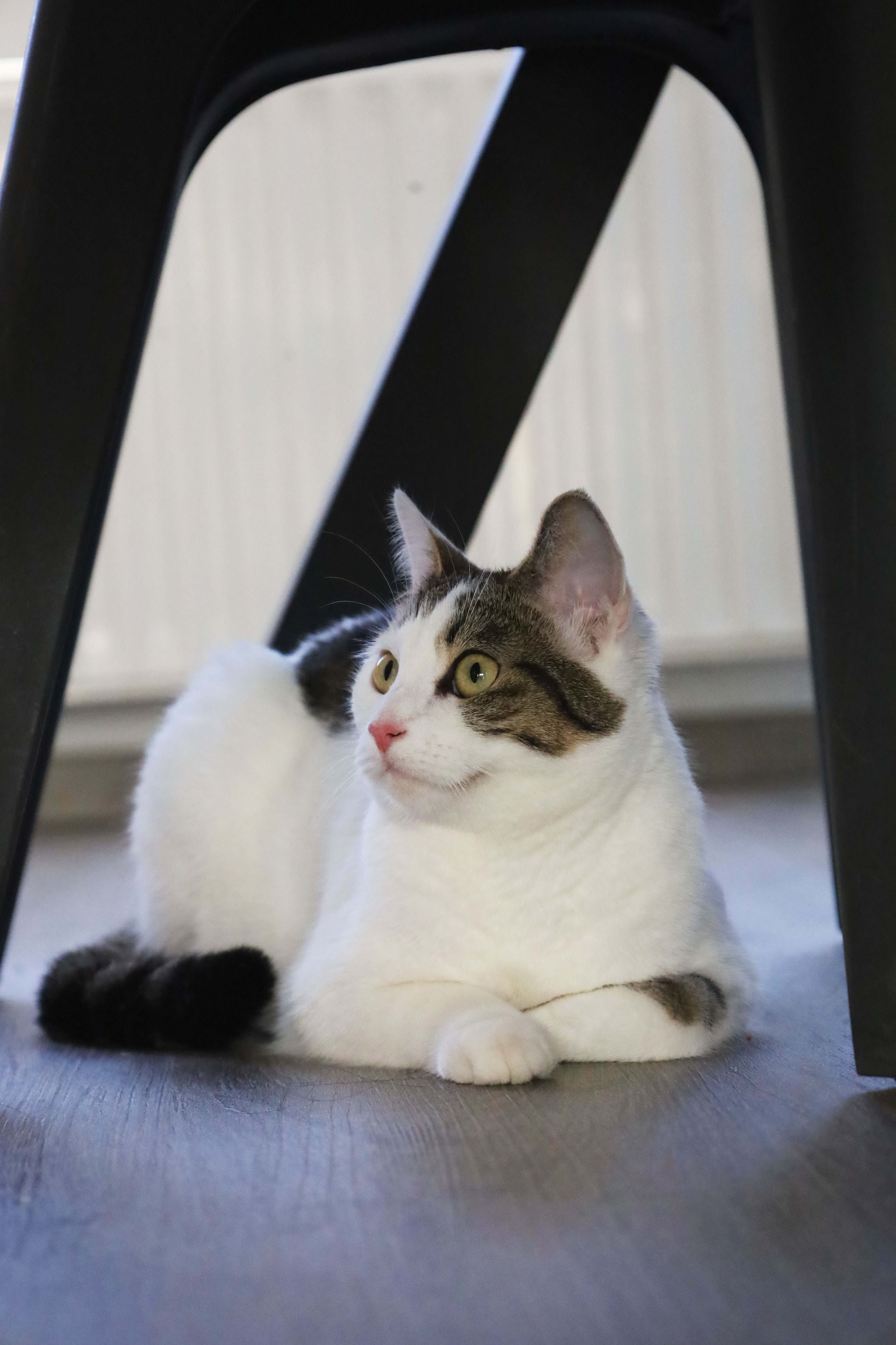 Weiße und getigerte Katze liegt unter einem Stuhl auf dem Boden und schaut seitlich.