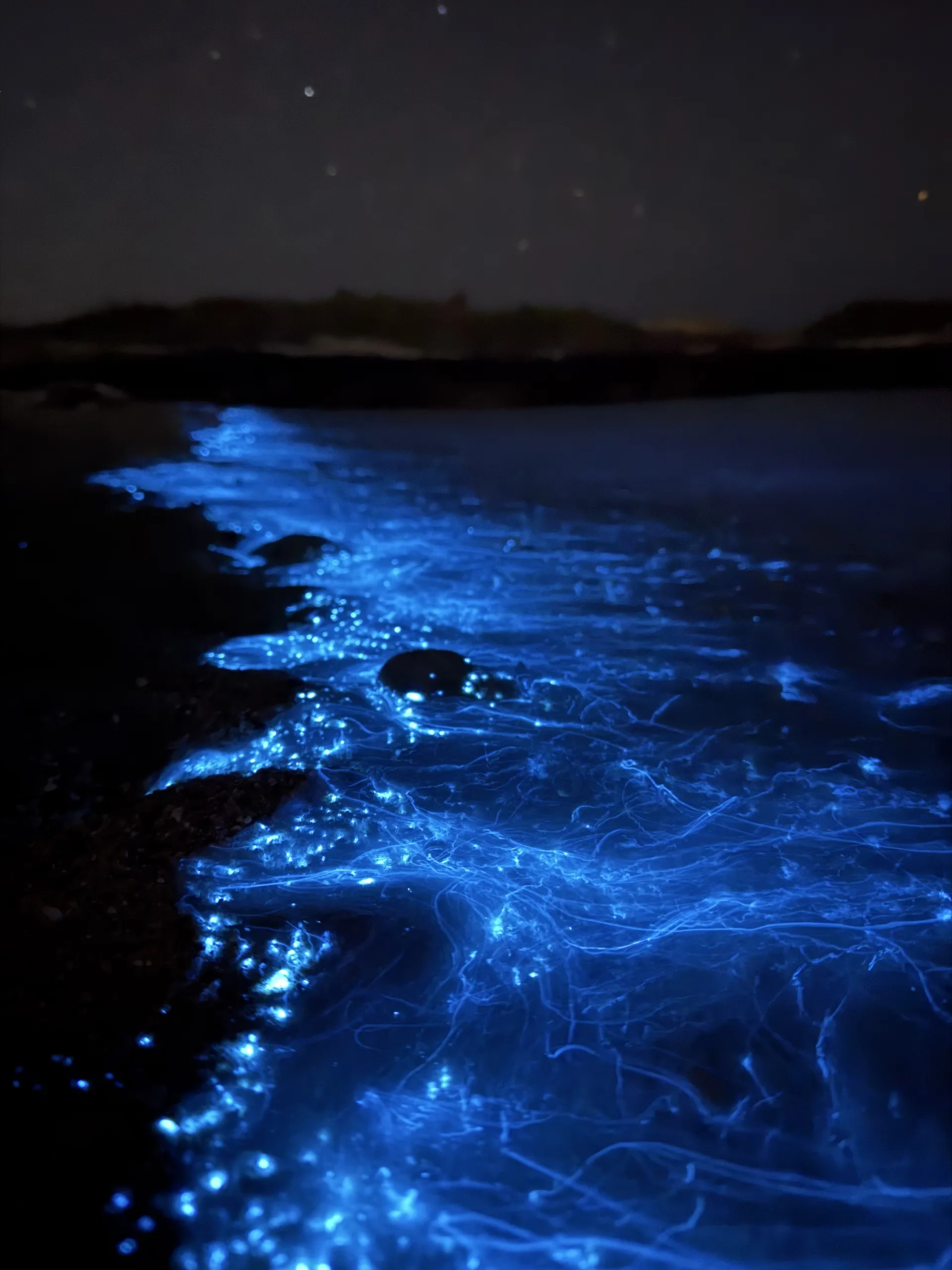 Bioluminescent plankton glowing electric blue in dark water at night, Gulf of Oman