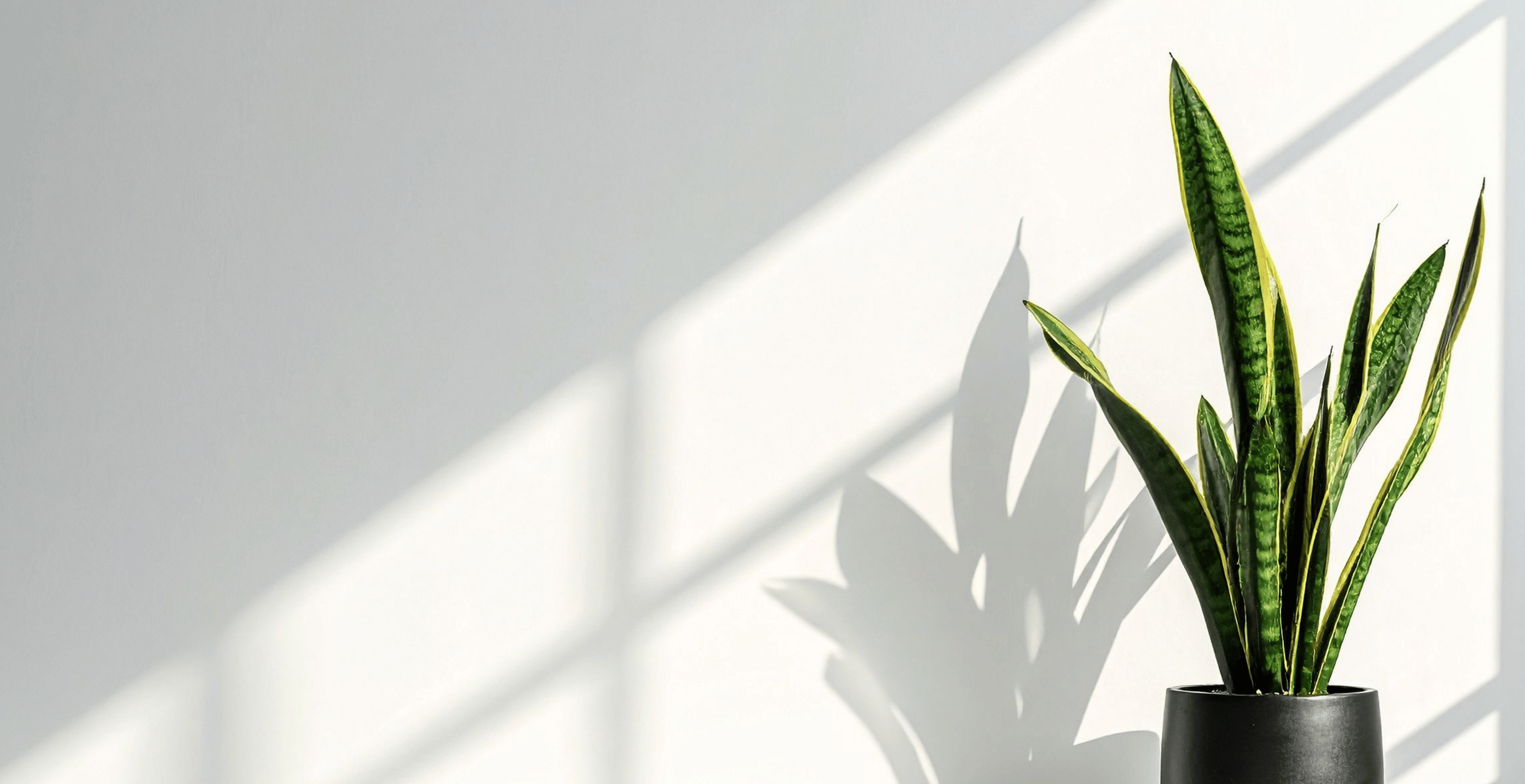 Monstera plants over beige background