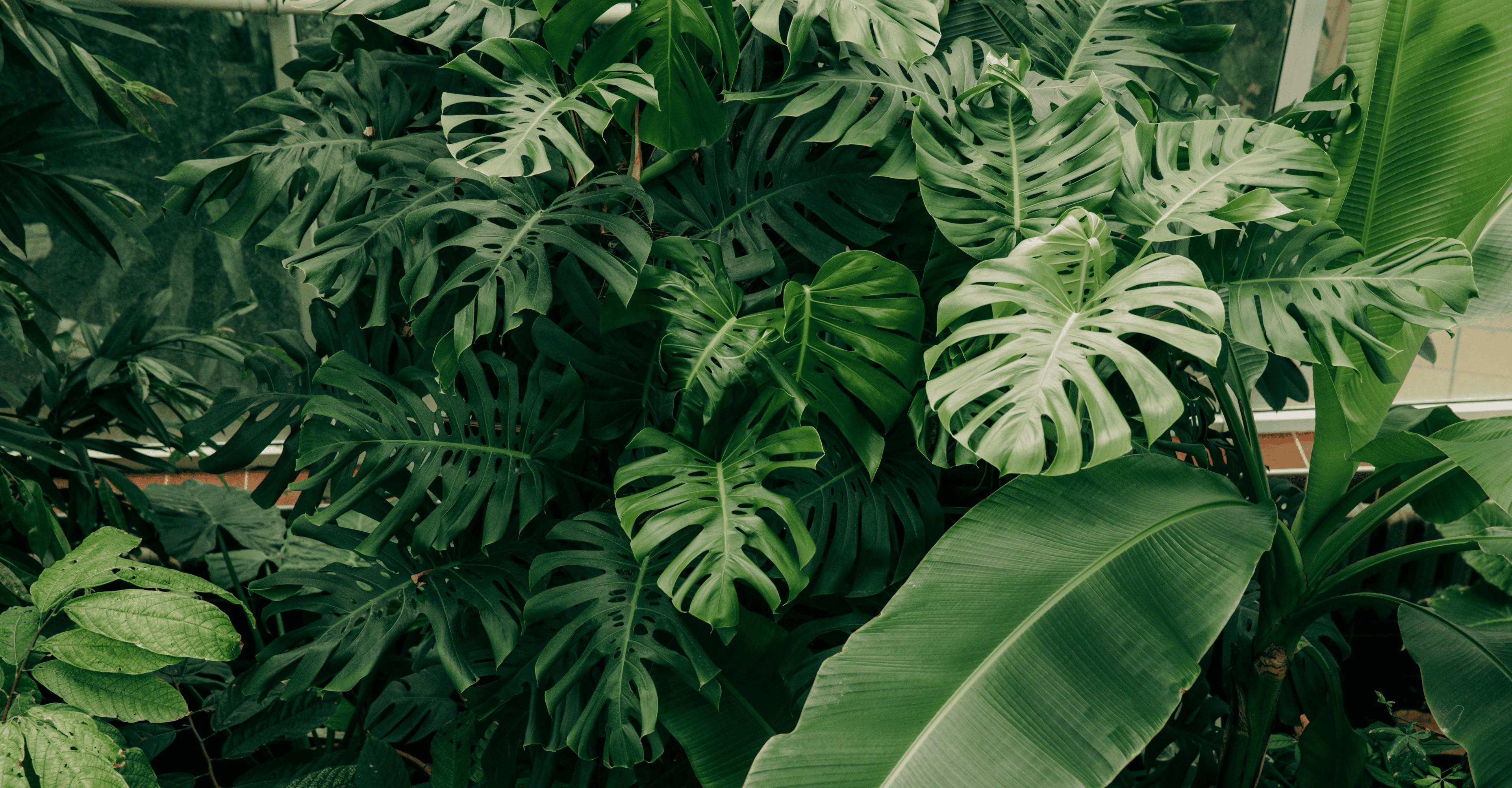 Dense cluster of large green tropical leaves in a greenhouse setting.