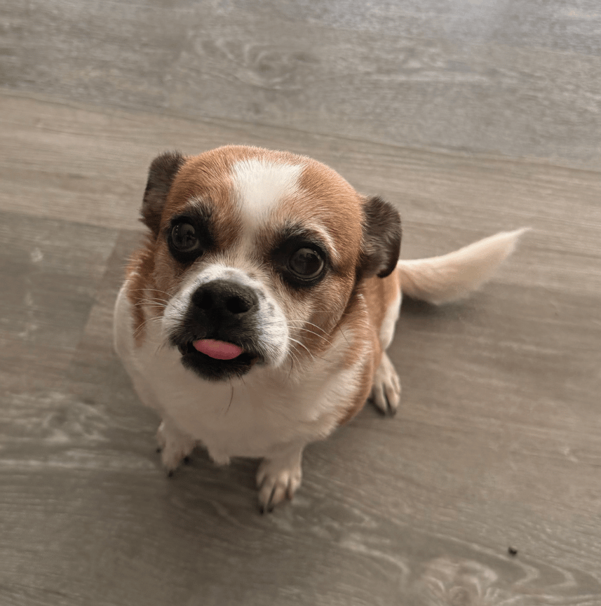 Small brown and white dog with its tongue slightly out looking up on a wooden floor.