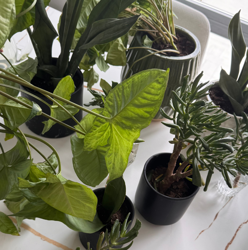Various green houseplants in black and gray pots on a white surface near a window.
