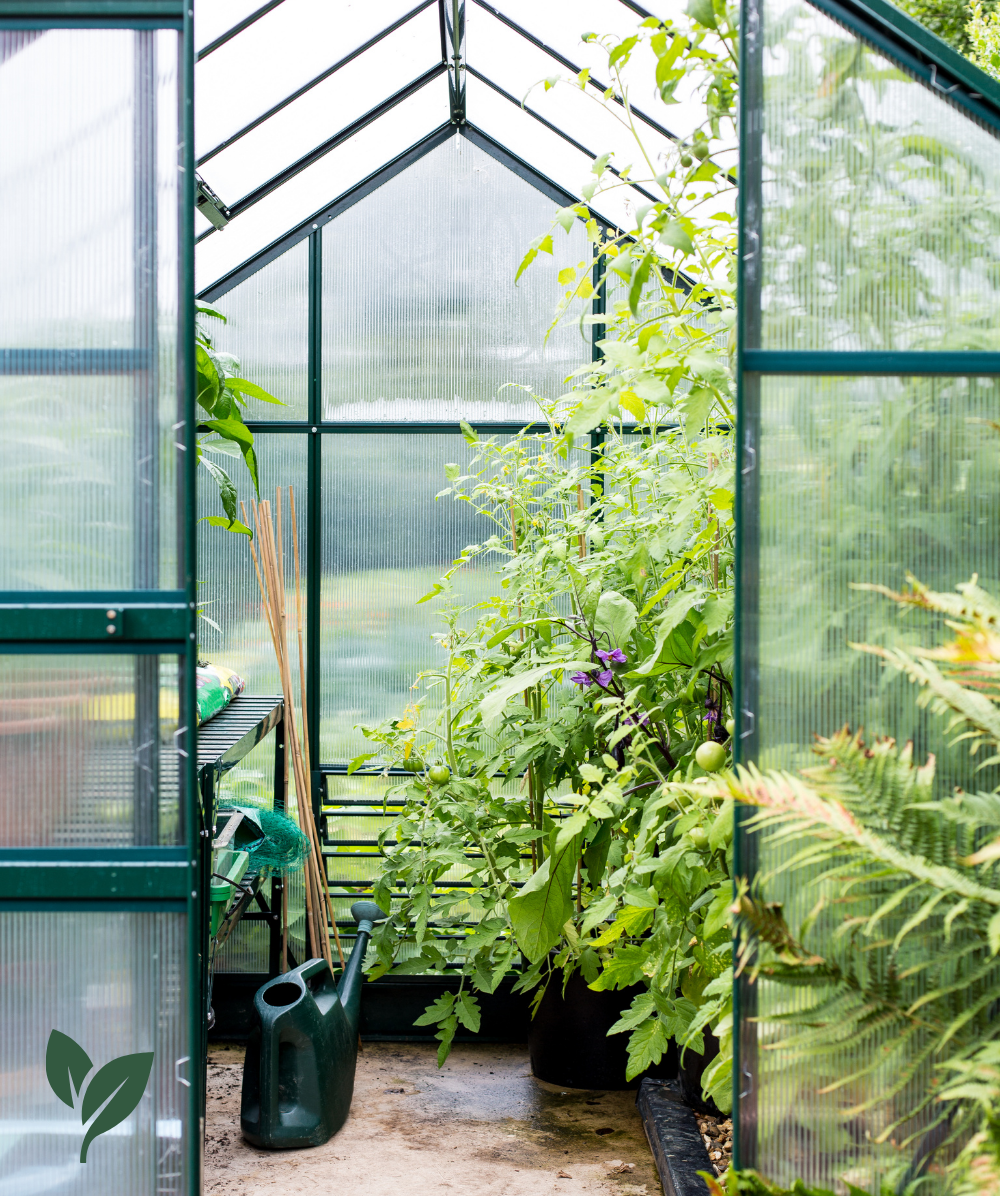 View inside a greenhouse with green plants, a watering can, and gardening tools on a bench.