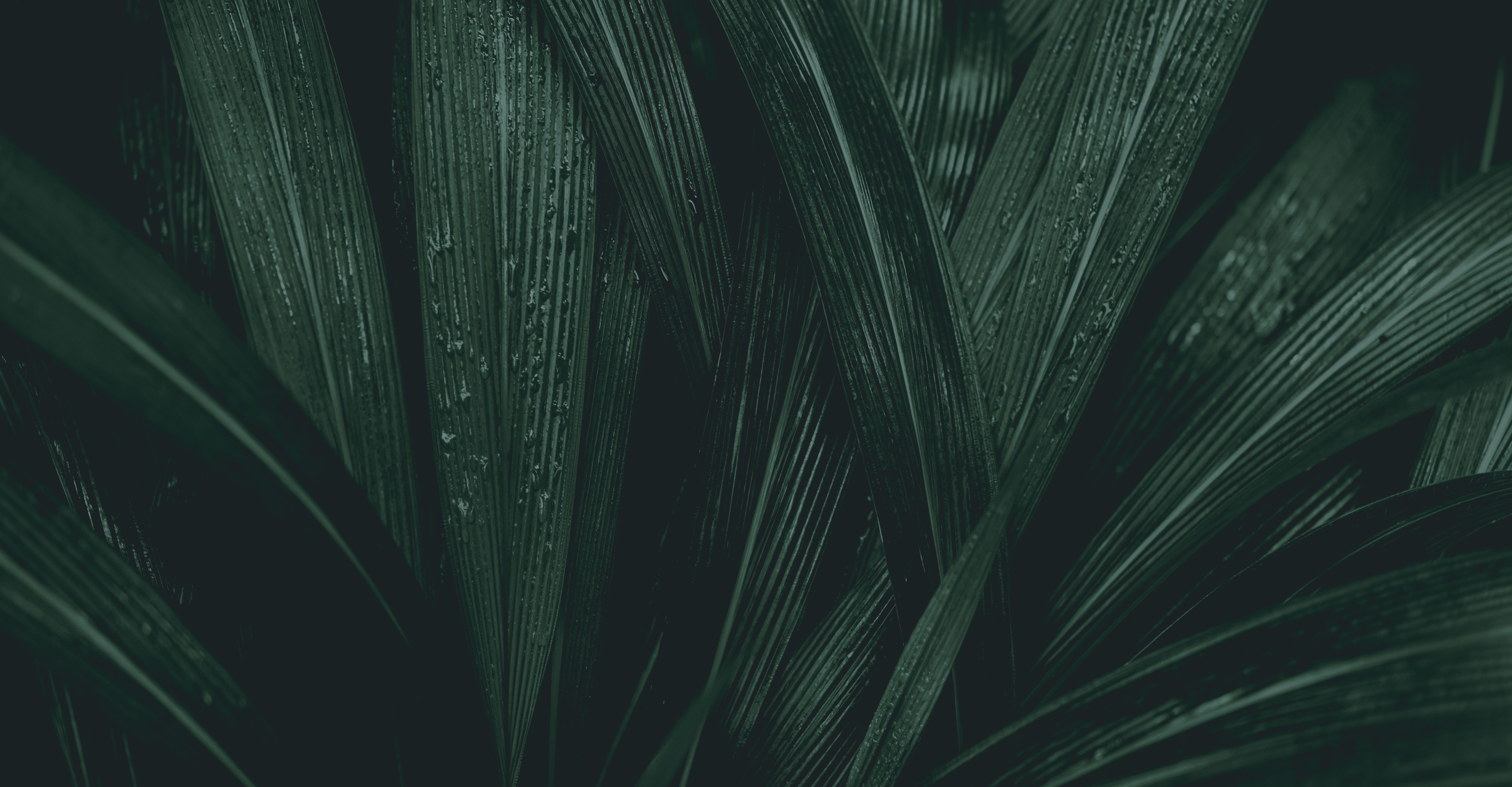 Dense cluster of large green tropical leaves in a greenhouse setting.