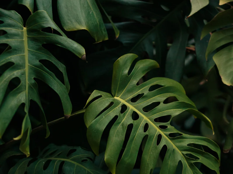 Close-up of dark green monstera leaves with characteristic holes and splits, overlapping in soft natural light.