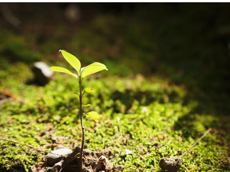 Close-up of a small young plant with bright green leaves growing in sunlight on a bed of moss and soil with scattered small stones.