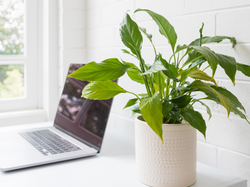 Green leafy plant in a white textured pot on a white desk beside a closed laptop, with a window and white brick wall background.
