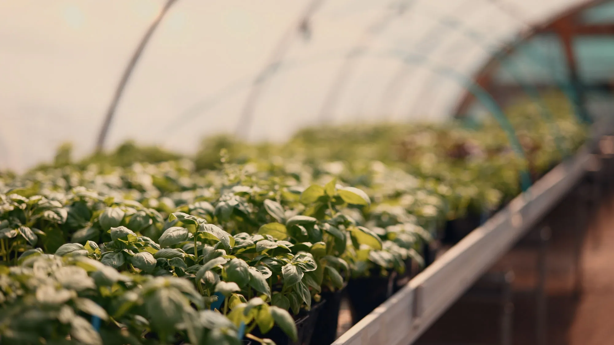Des rangées de jeunes plants de basilic alignées sous une serre