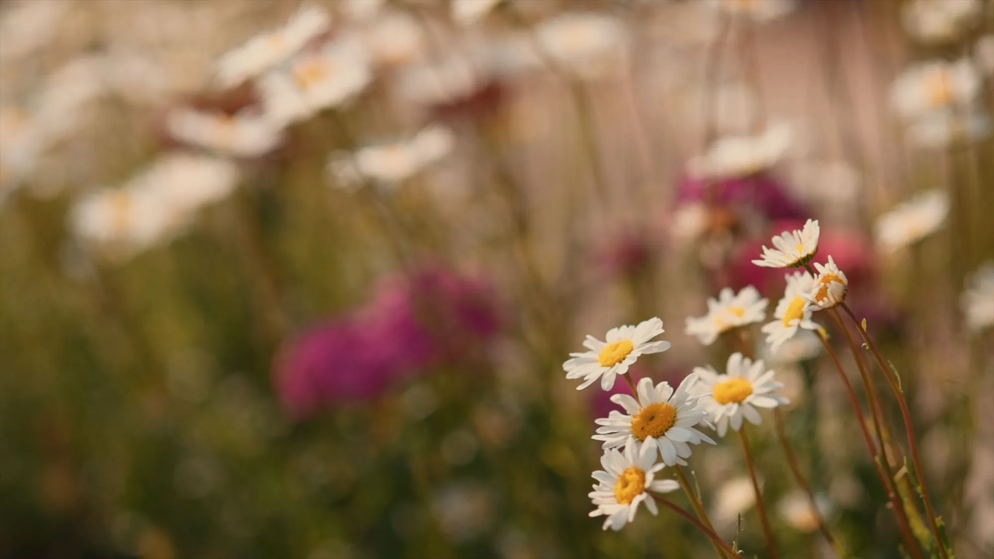Des marguerites en fleur dans une prairie, en gros plan
