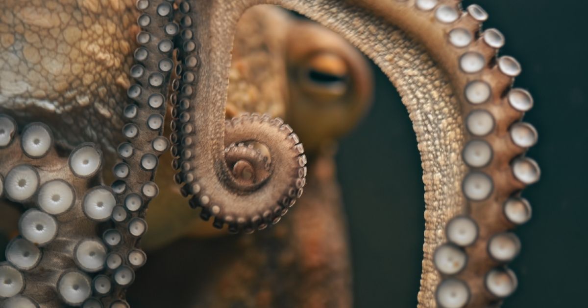 lo que el pulpo le ense&ntilde;&oacute; a &aacute;rtica