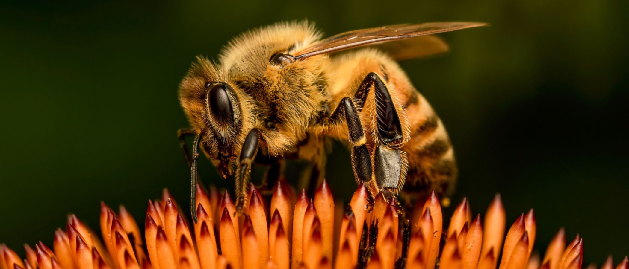 abeja