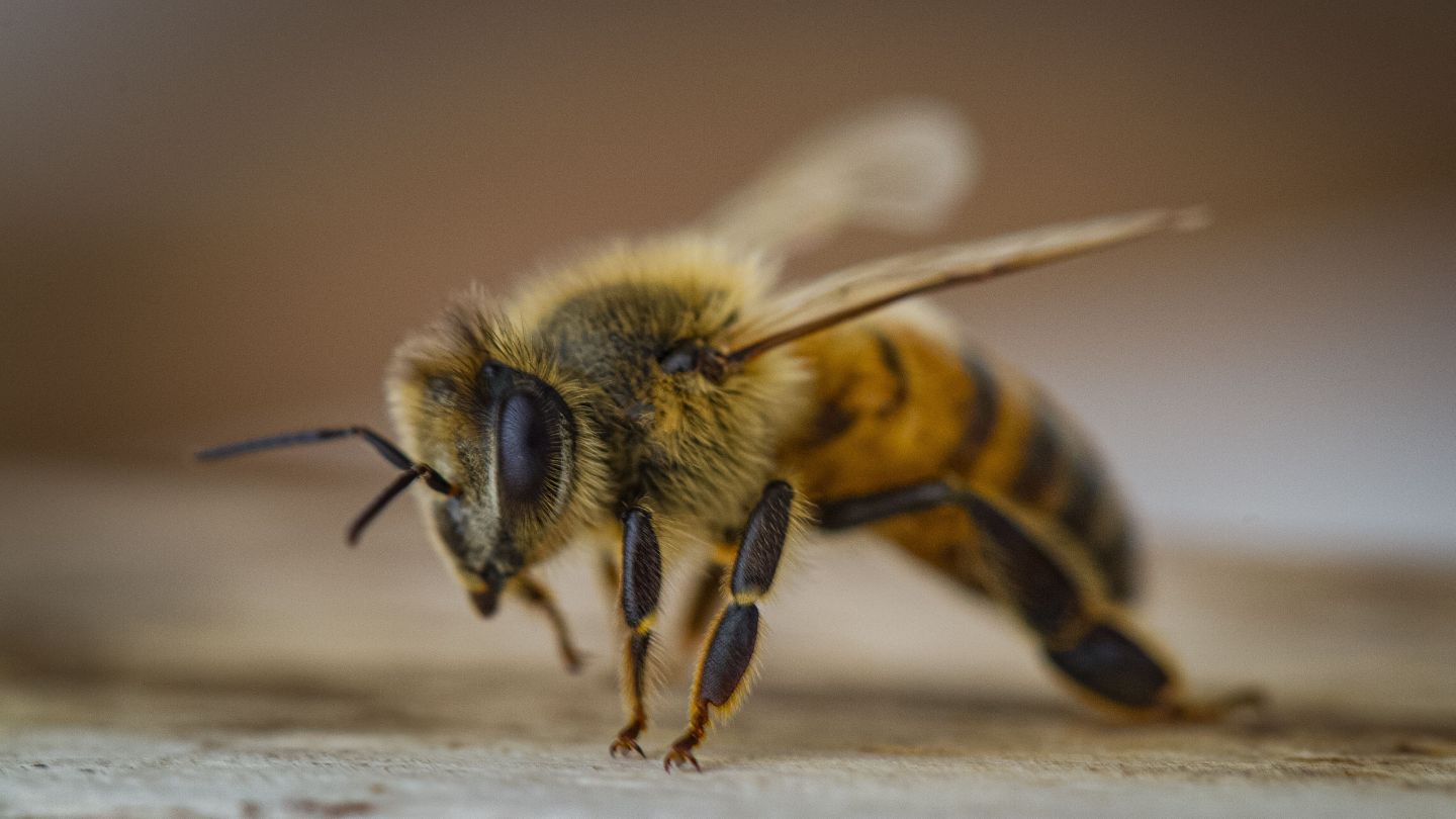 abeja