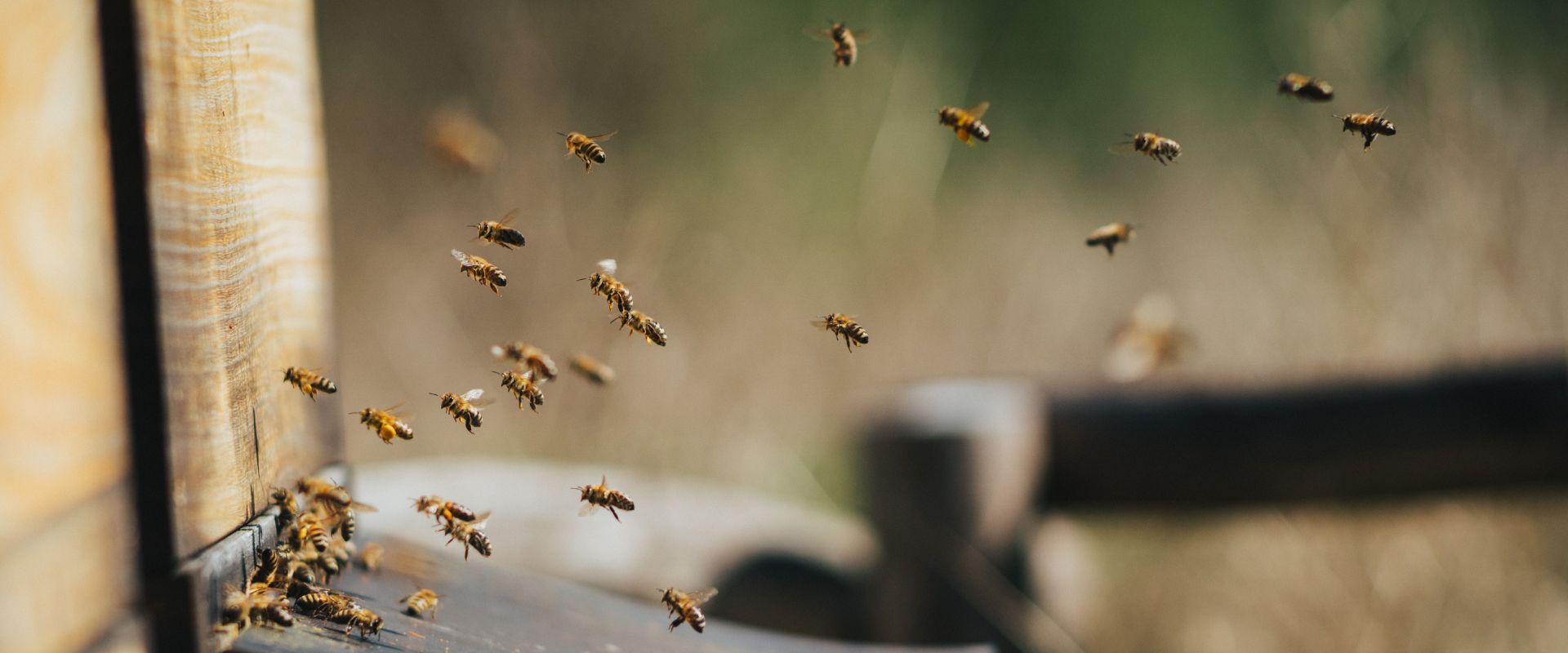 abeja