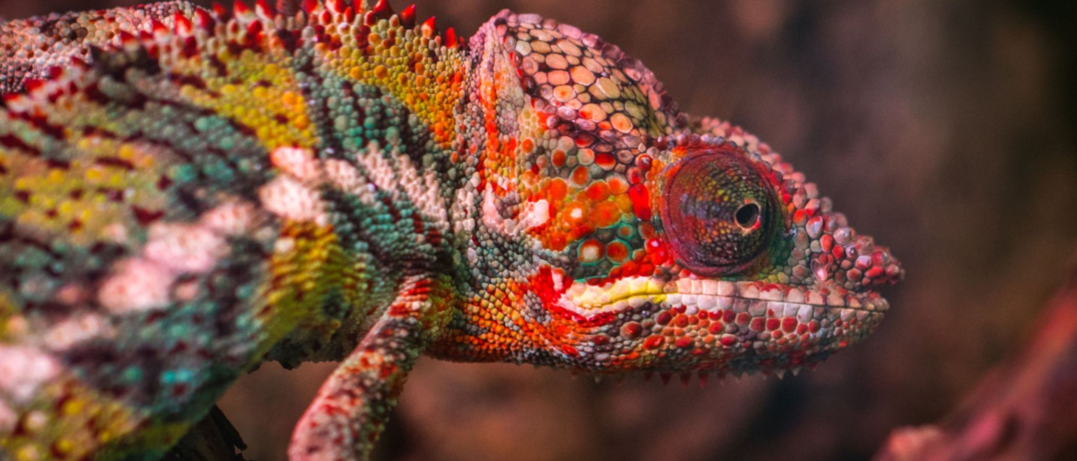 camaleon