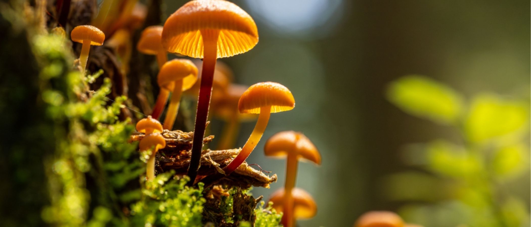 arboles hongos