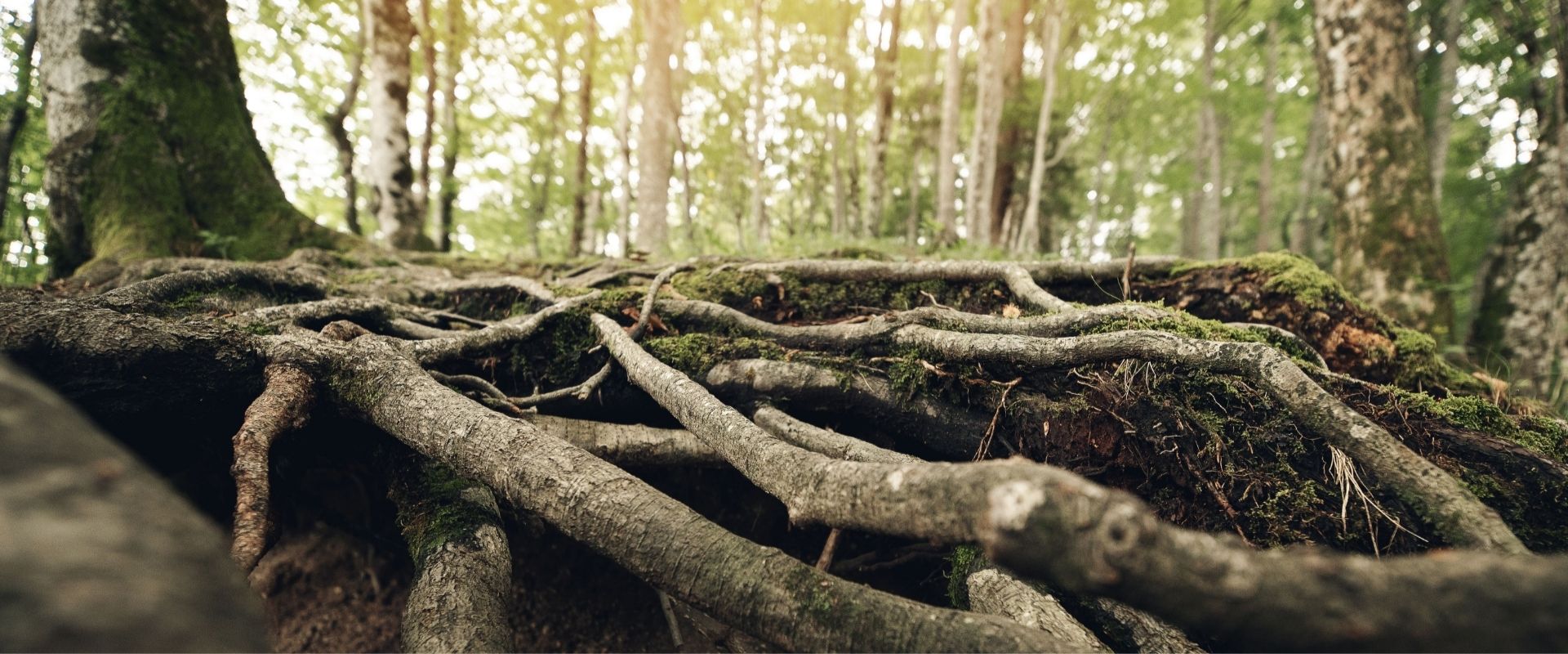 &aacute;rboles y hongos
