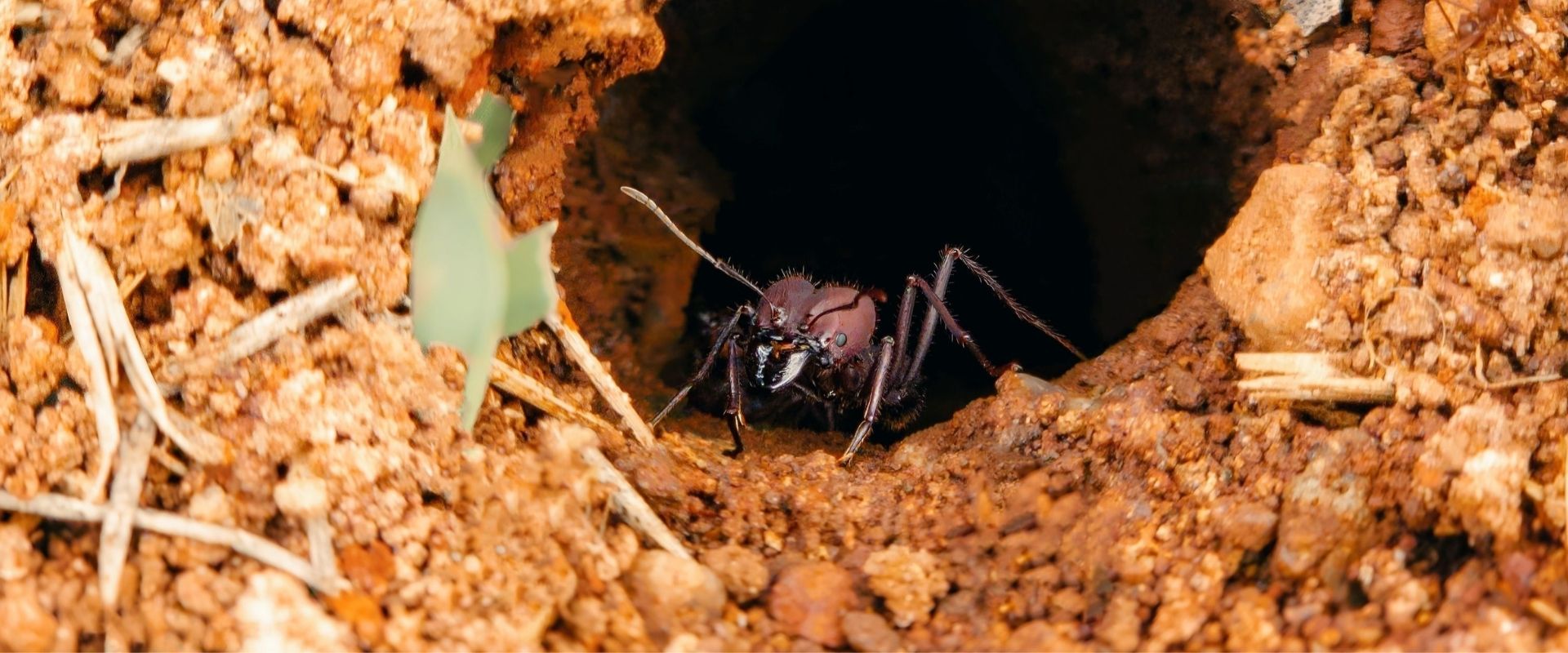 hormiga