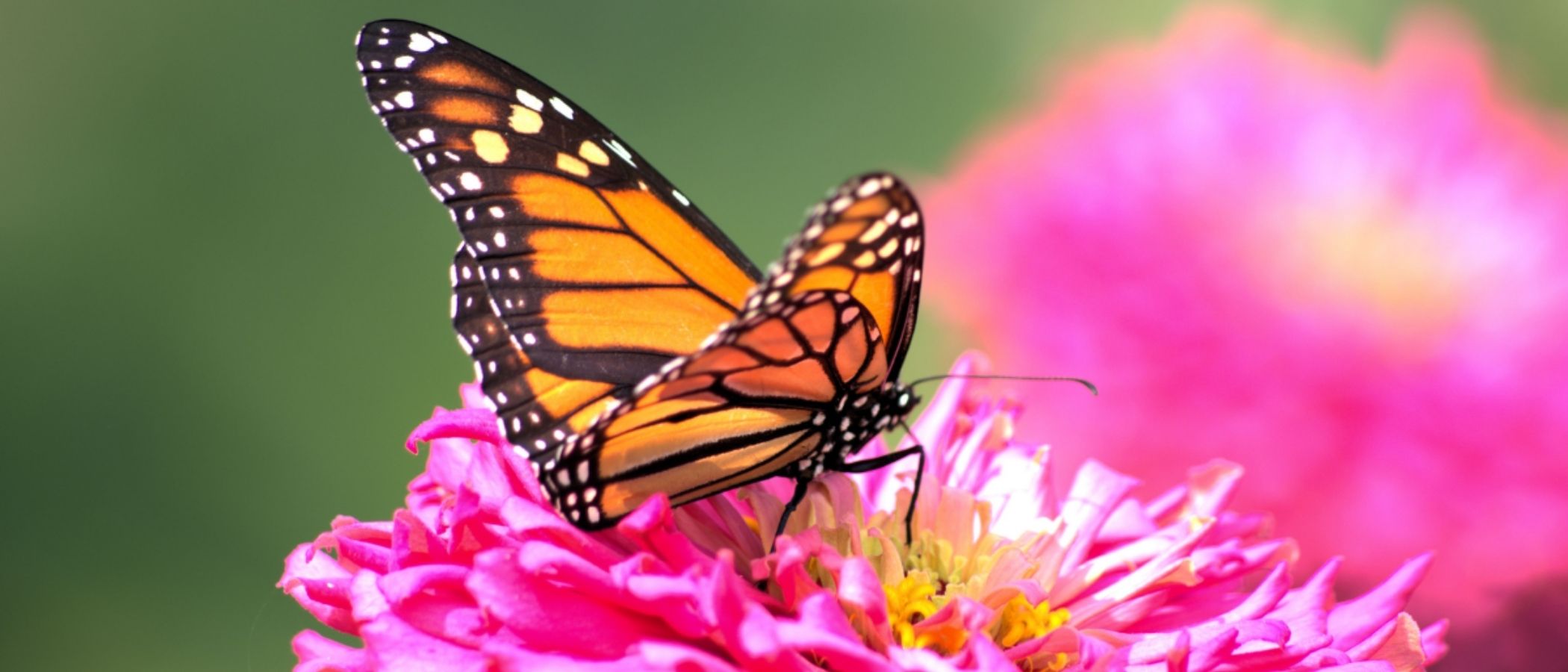 mariposa monarca