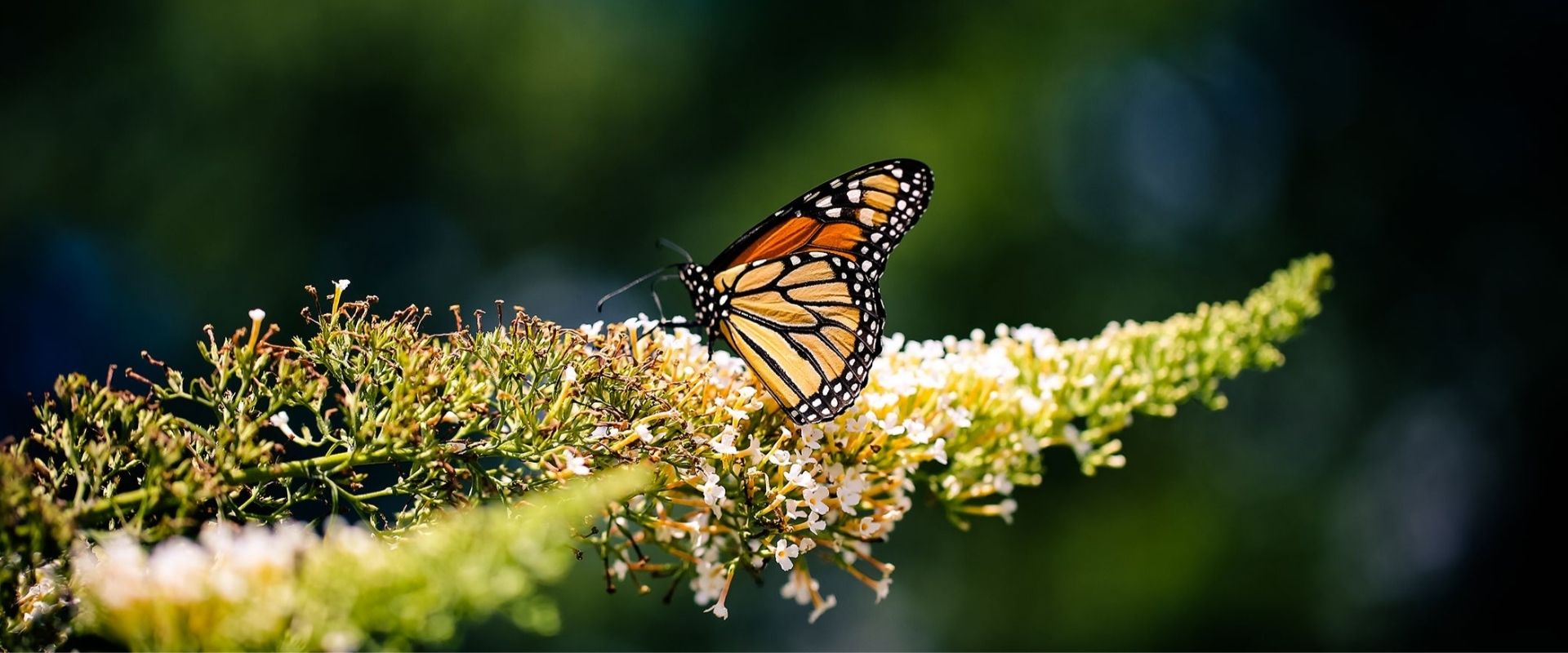 mariposa monarca