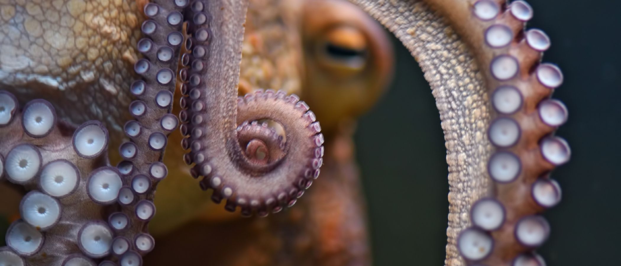 el pulpo